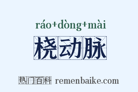 桡动脉是什么意思的图片